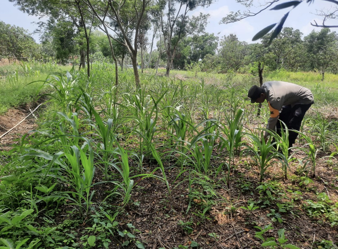 Polsek Cantigi Dampingi Petani Jagung, Dukung Program Ketahanan Pangan